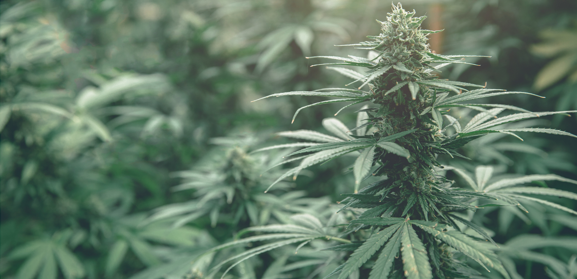 Featured banner image