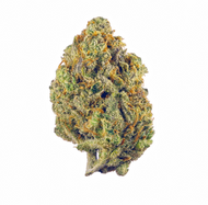 Legend Cherry Gelato